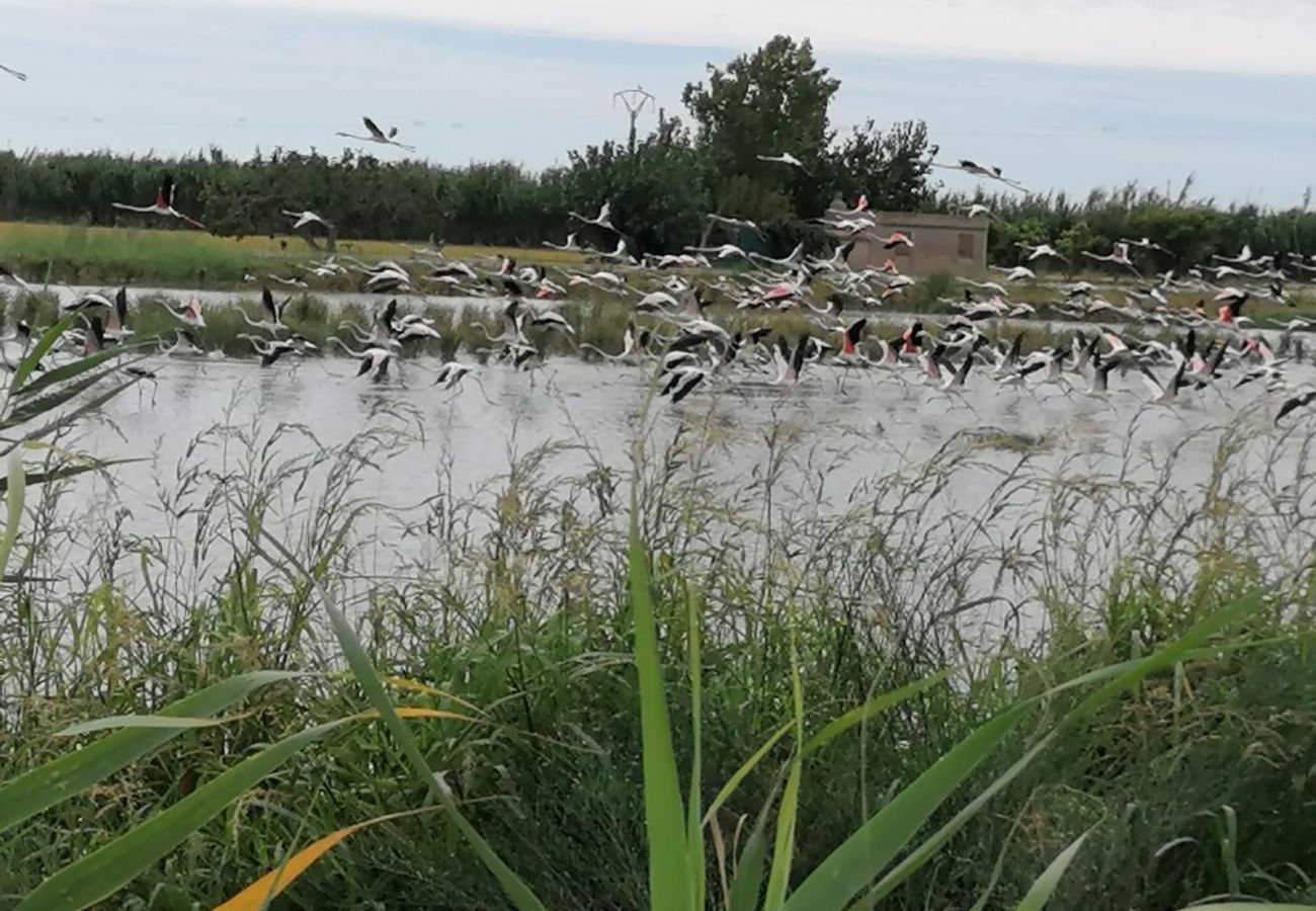 Casa rural en Deltebre - BASSA MARQUESA - Casa rural en el Delta del Ebro